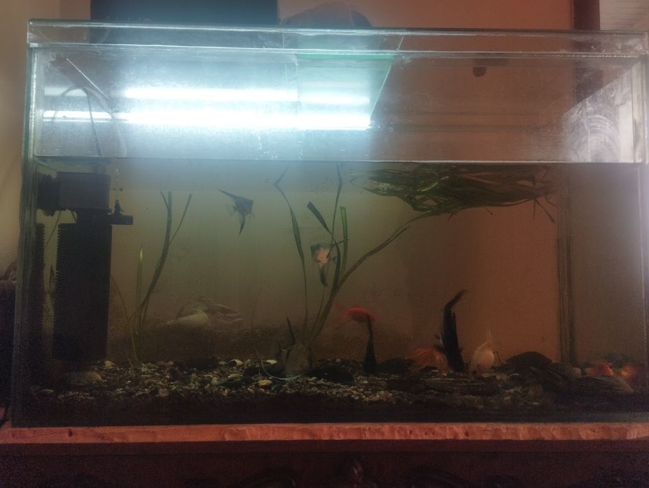 Аквариум с рыбками
