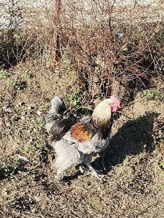 Vând cocoși metiș