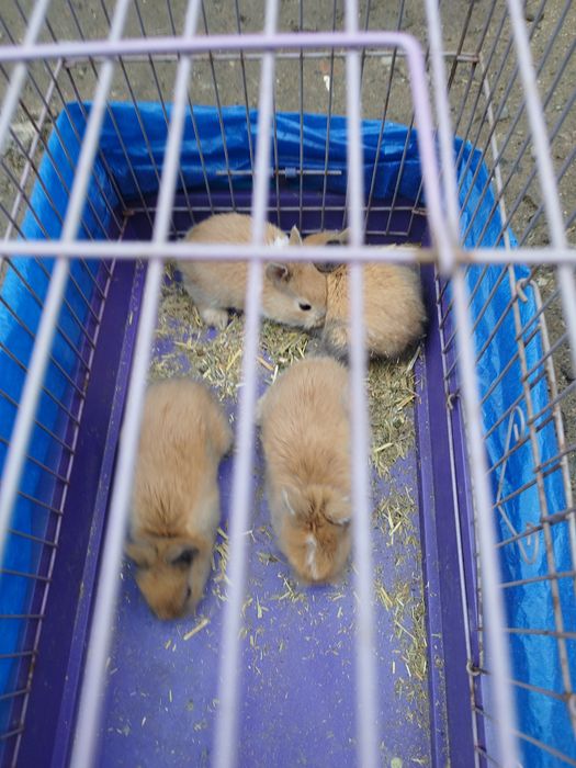 Кролики декоративные