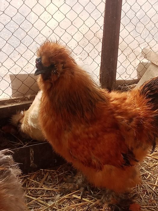 Продам шёлковых петушков