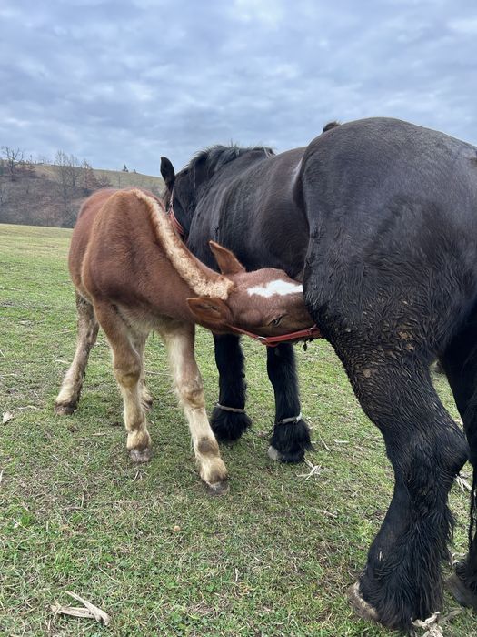 Manz de 5 luni din mama poloneza