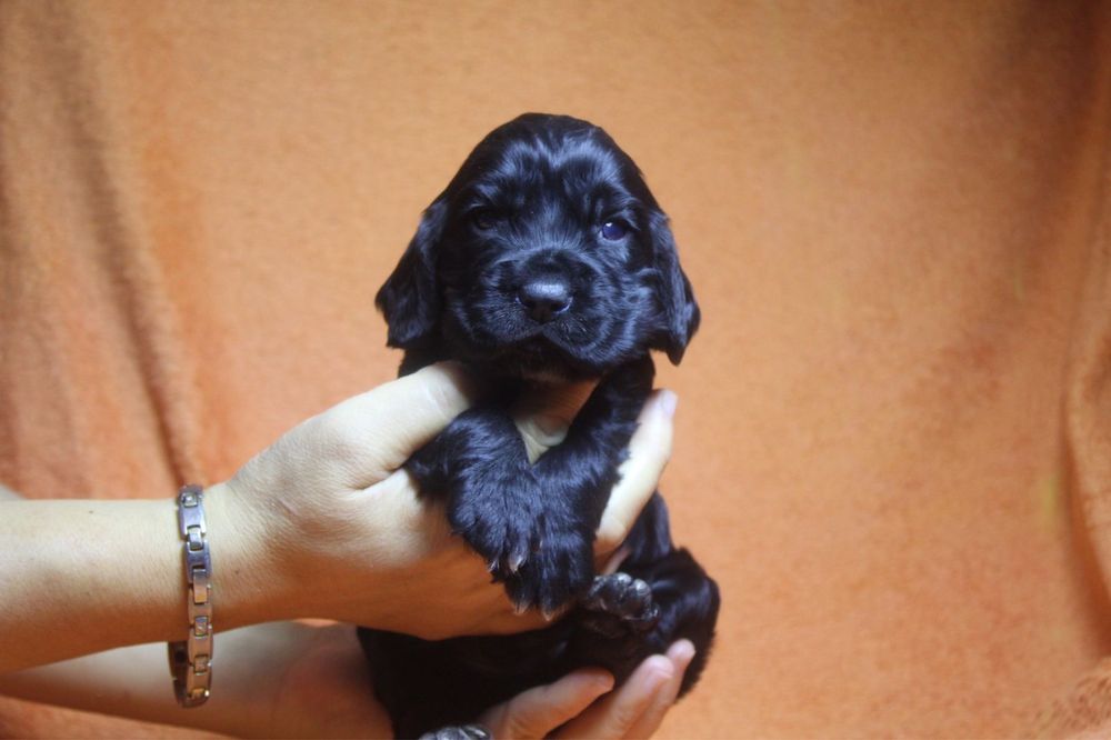 Англиский кокер спаниель