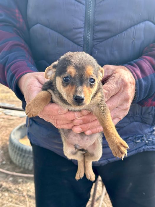 Щенки той-терьер