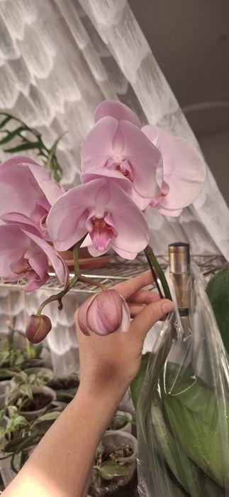 Плюмерия цветы вечной Любви ,Орхидеи