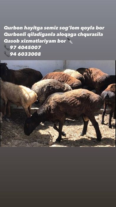 Assalomu aleykum Qurbonlik ucun qoylar va molar