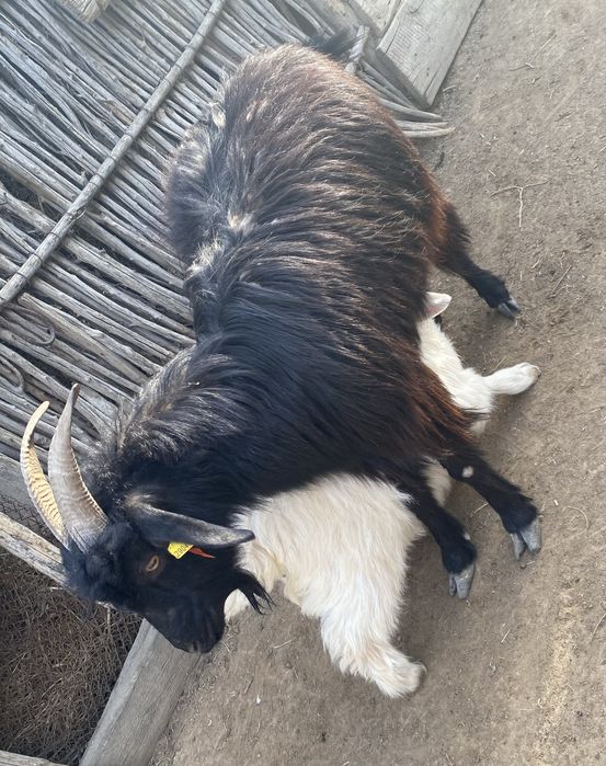 Лақты ешкі сатылады