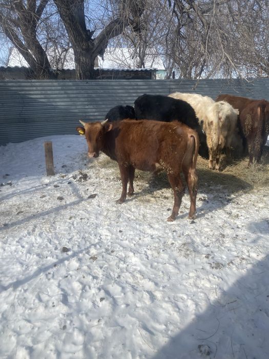 Продам Телку и 7 быков