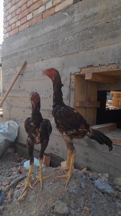 Еб ичишига жавою