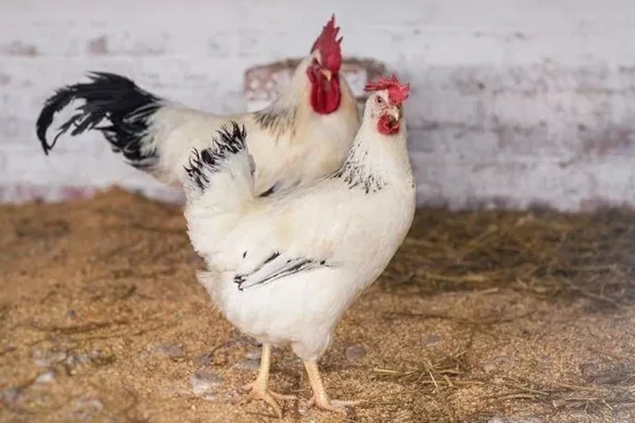 Адлерский товуқлар