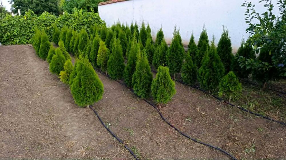 Западна туя Фастигиата / Thuja occidentalis Fastigiata
