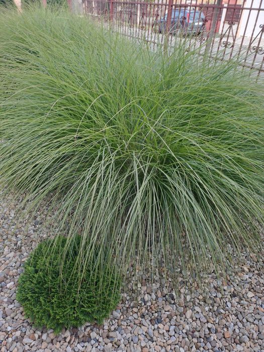 Vând trei buc. iarbă de pampas