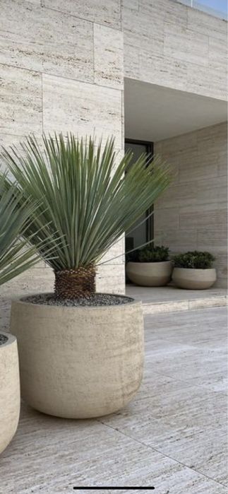 Palmieri calitate extra