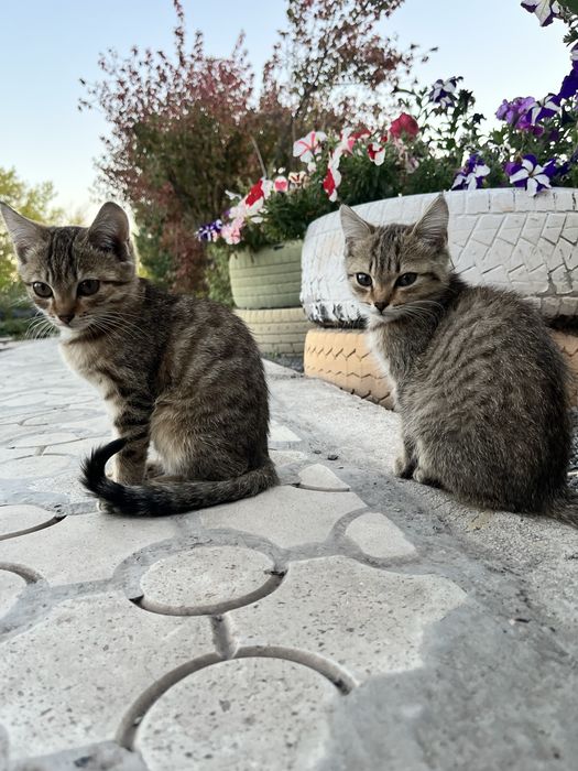 Котёнок-девочка ищет любящую семью