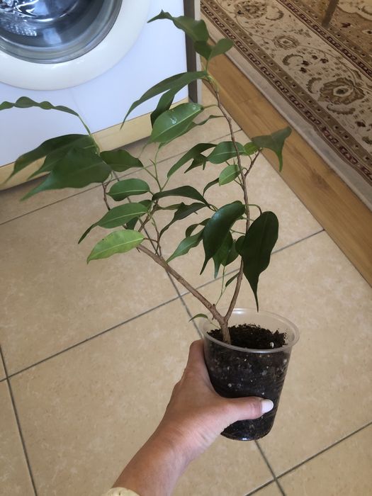 Продам фикус Бенджамина