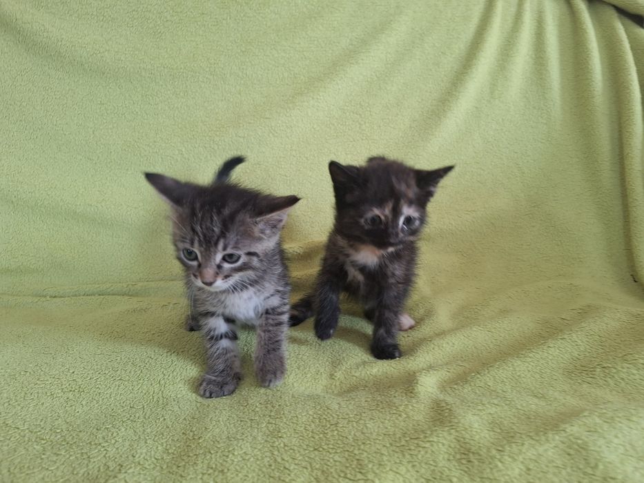 Милые котята в добрые руки.