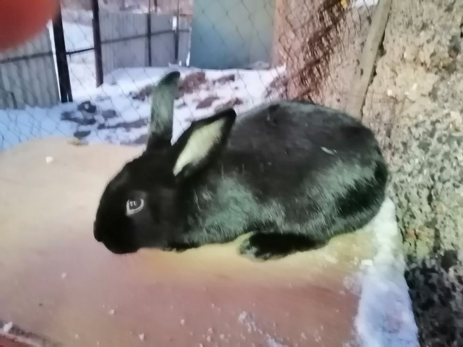 Продаю кроликов на мясо