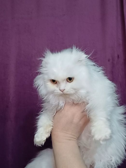 Шотландский вислоухий котёнок!