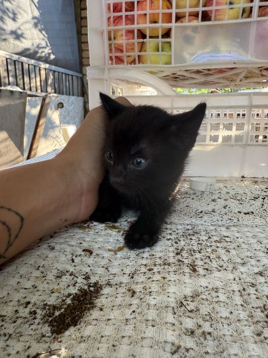 Отдам котят в добрые руки