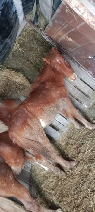 Срочно  ваз 2114   Тай  сатамын