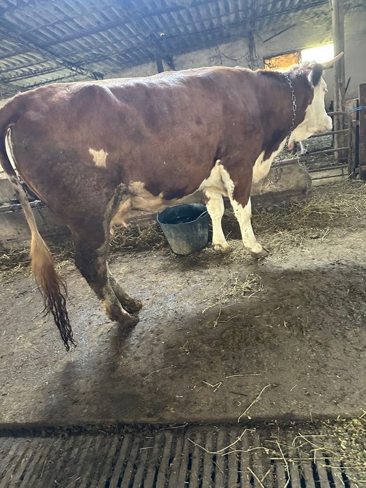 Vând vaca gestantă bălțata romaneasca