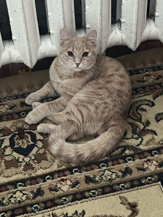 Отдам даром кота