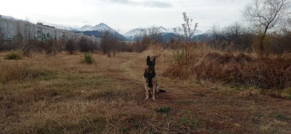 НЕ ПРОДАЕТЬСЯ! Кобель для вязки ВЕО