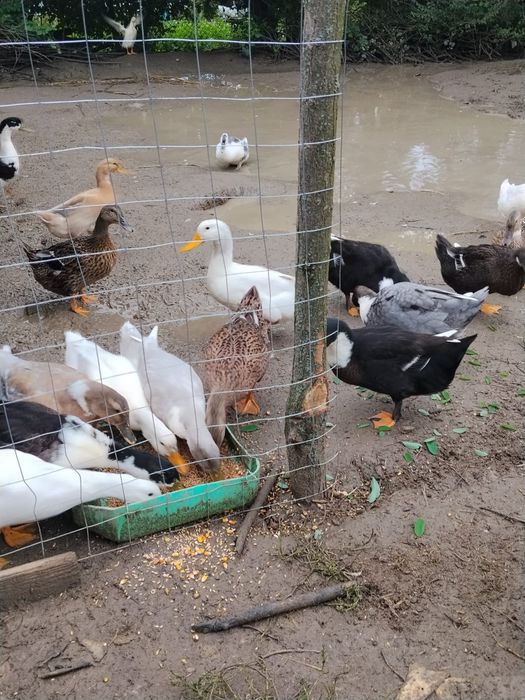 Vând rațe românești de anul ăsta