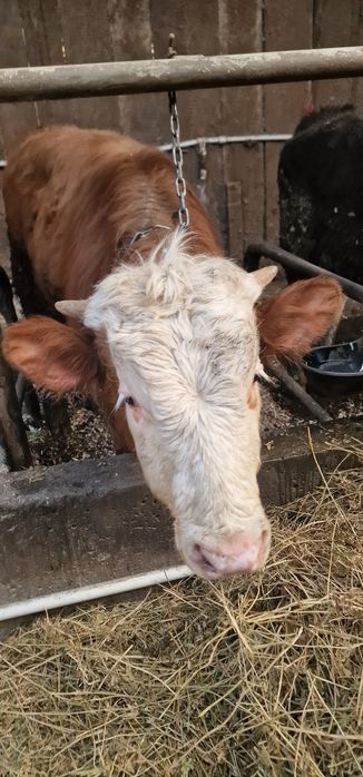 Vand doi taurasi baltati