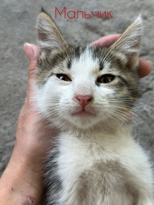Милые и добрые котята