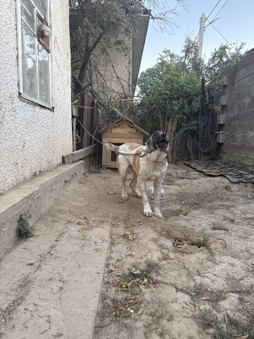 Алабай 7 месяцев