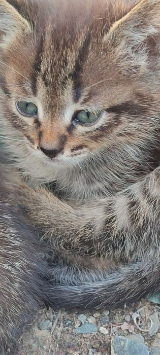 Котята мальчики двое, 1 с голубыми глазами другой с зелеными