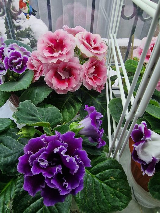 Продам цветы глоксинии