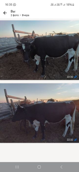 Продам тёлочку 3годовал