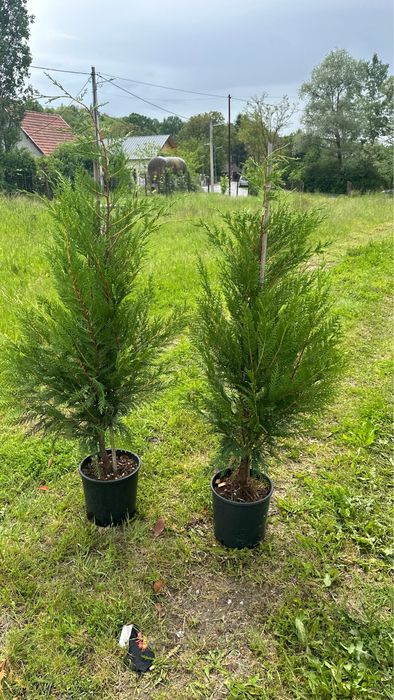 Leylandii chiparos / Gard viu