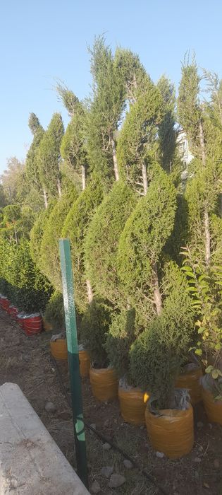 Archa va dekrativni daraxtlar