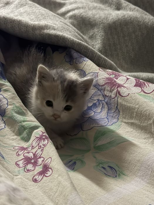 Котенок отдам в добрые руки