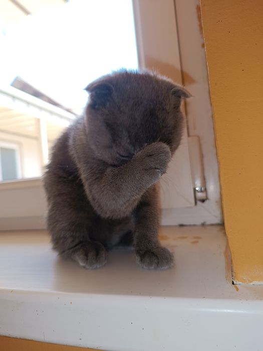 Шотландский выслоухо