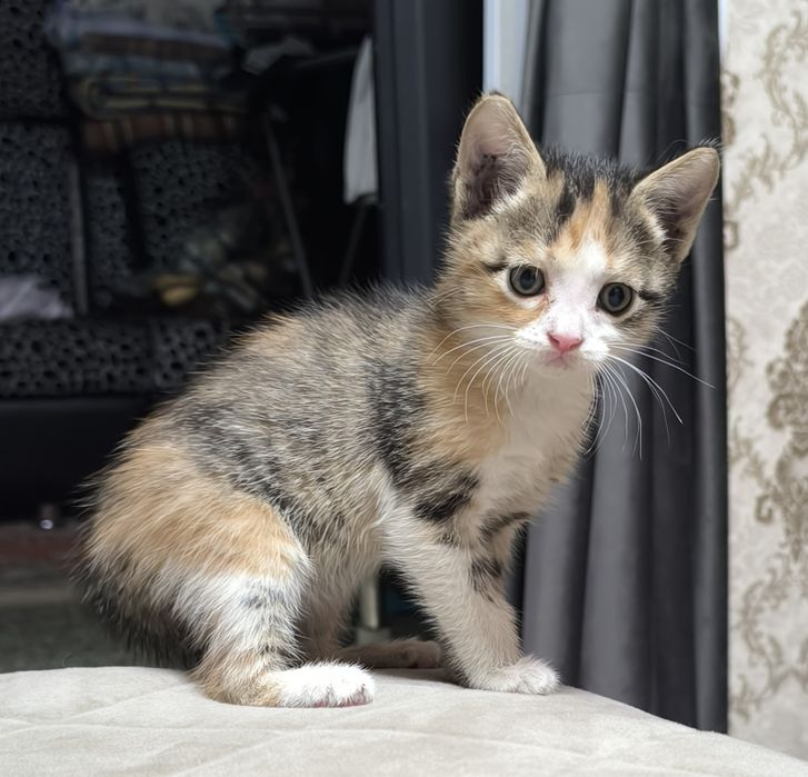 Отдам котят бесплатно