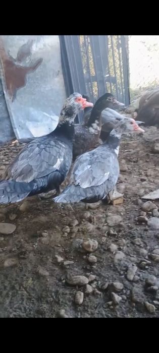 Găini disponibile și pui