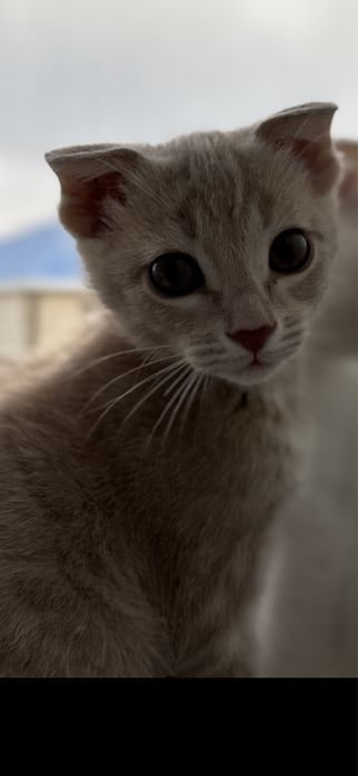 Шотландский мальчик котенок