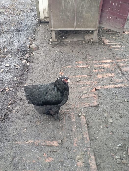Găini Brahma Negru si Herminat Deschis