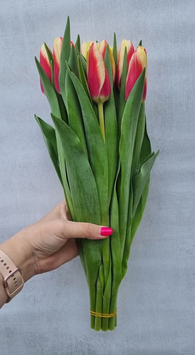 Тюльпаны свежесрезанные,размер 40-50 см
