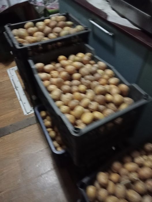 Продам картофель