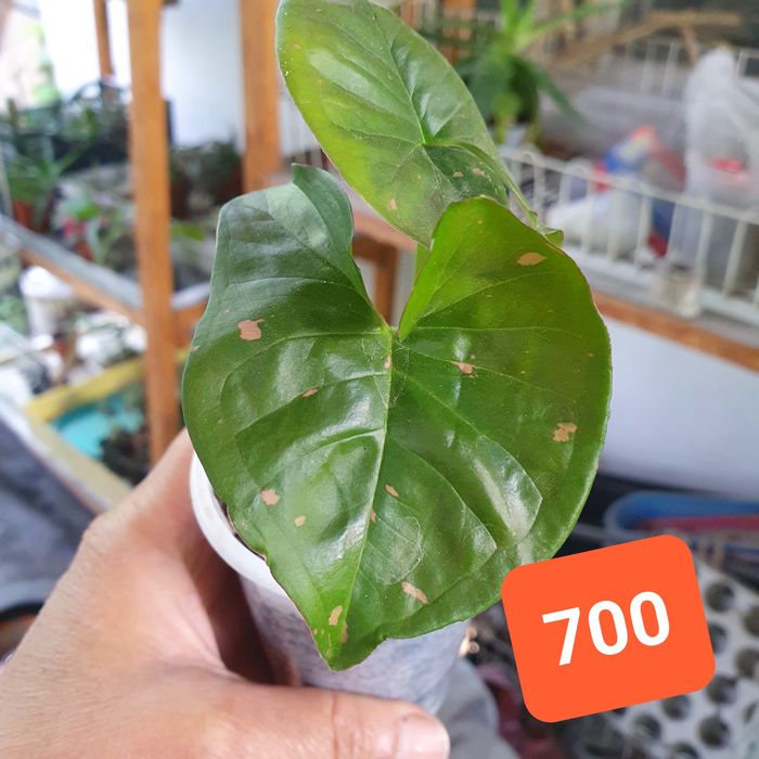 Сингониумы Мотлед, Орм Нак, Пинк Сплеш