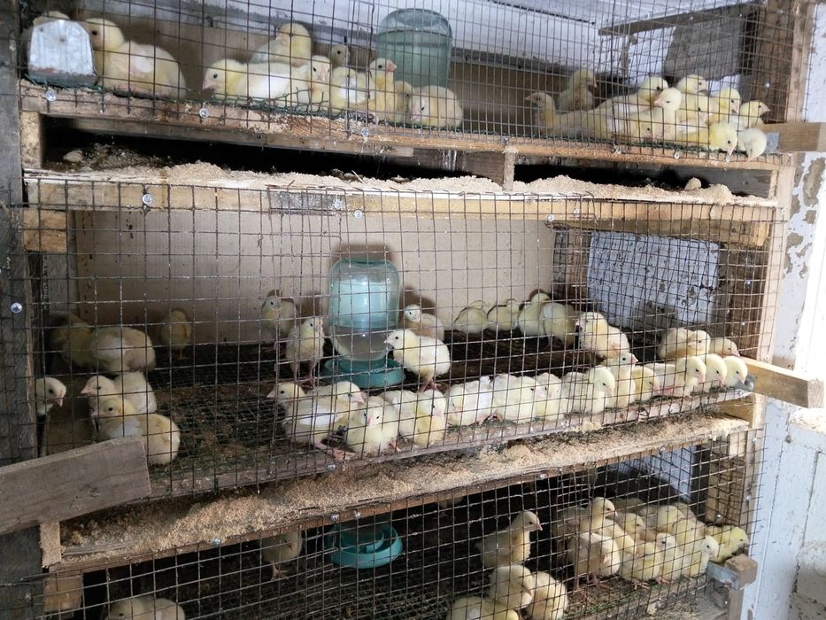 Бройлер подрощенные