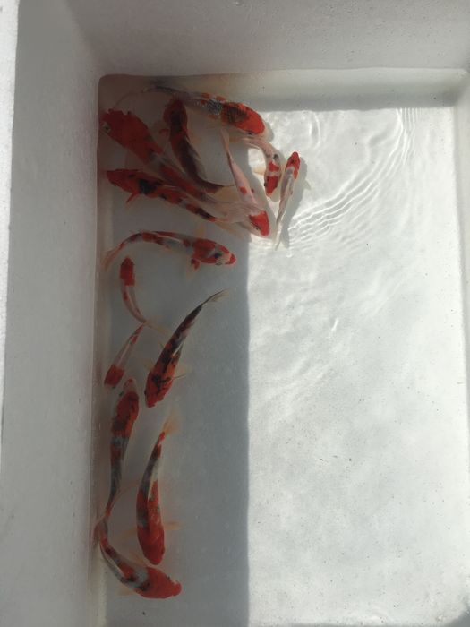 Коя декоративные рыбы Koya baliqla sotiladi