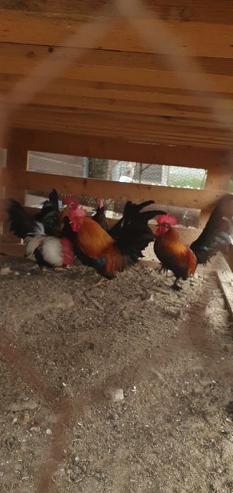 Декоративни петлета