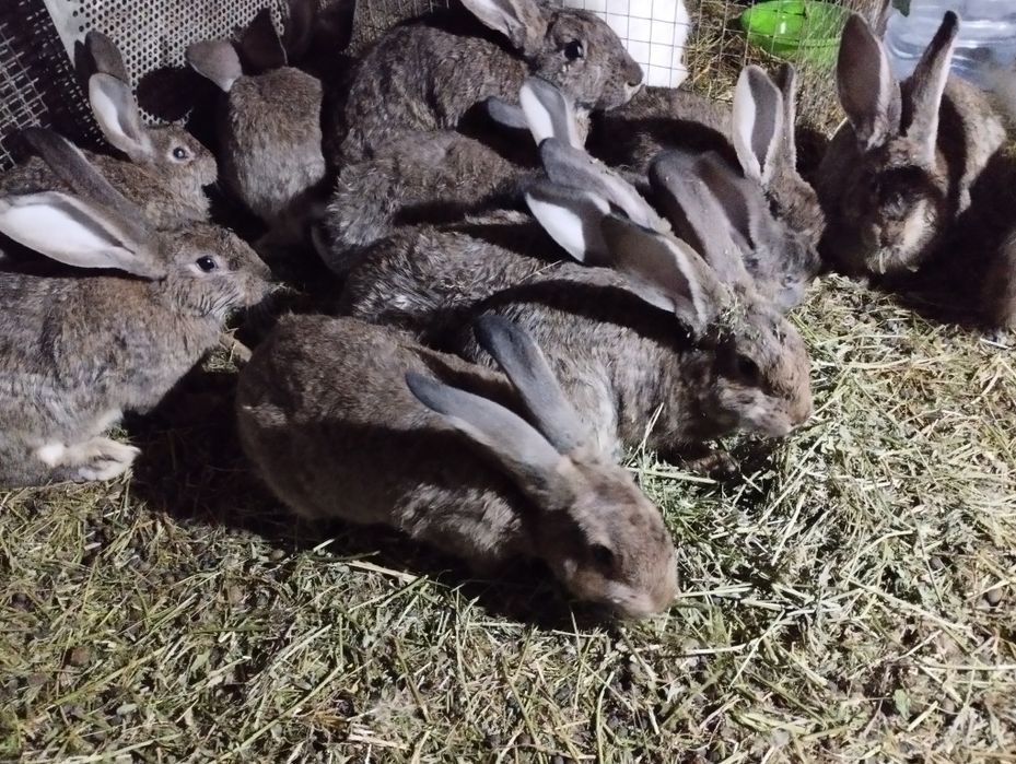 Куёнлар сотилади.