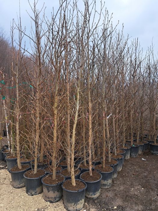 Catalpa,Magnoli Grandiflora Platani etc