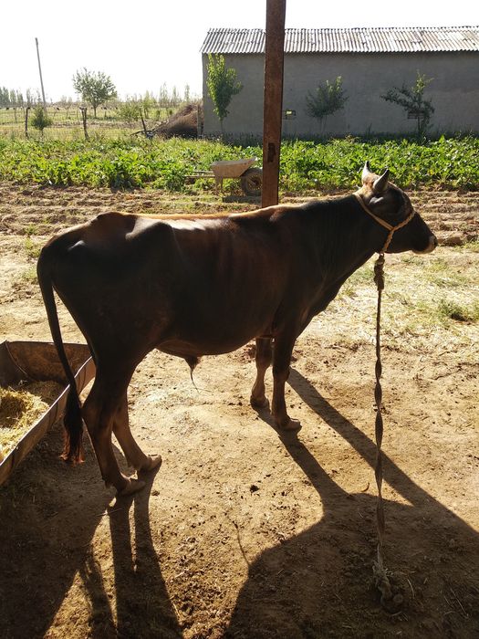 1 yoshdan oʻtgan buqachalar sotiladi 2 ta bir joyda 1 yoshdan oʻtgan